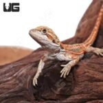 Baby Inferno Dunner Bearded Dragon (4 – 5″) - Image 4