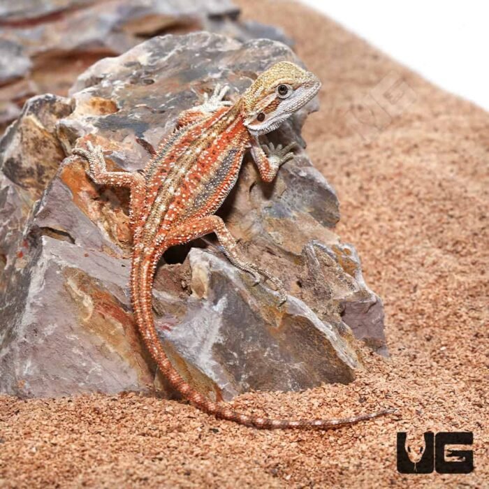 Baby Inferno Dunner Bearded Dragon (4 – 5″) - Image 3