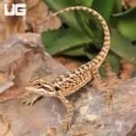 Citrus Leatherback Bearded Dragon (6 – 8″) - Image 3