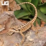 Baby Citrus Leatherback Bearded Dragon (4 – 5″) - Image 4