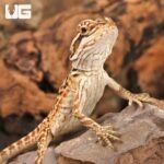 Citrus Leatherback Bearded Dragon (6 – 8″) - Image 2