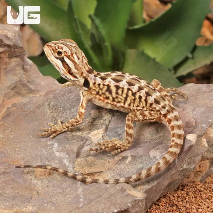 Baby Citrus Leatherback Bearded Dragon (4 – 5″) - Image 3