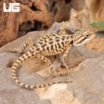 Citrus Leatherback Bearded Dragon (6 – 8″) - Image 4