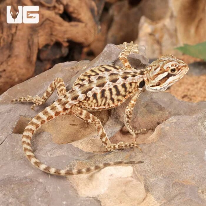 Citrus Leatherback Bearded Dragon (6 – 8″) - Image 4