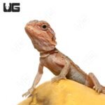 Baby H.I.L.T. Bearded Dragon (4 – 5″) - Image 2