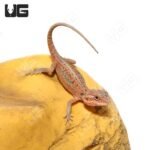 Baby H.I.L.T. Bearded Dragon (4 – 5″) - Image 3