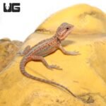 Baby H.I.L.T. Bearded Dragon (4 – 5″)