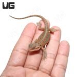 Baby H.I.L.T. Bearded Dragon (4 – 5″) - Image 4