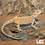 Hypo Blue Bar Leatherback Bearded Dragon (10-12″) - Image 3