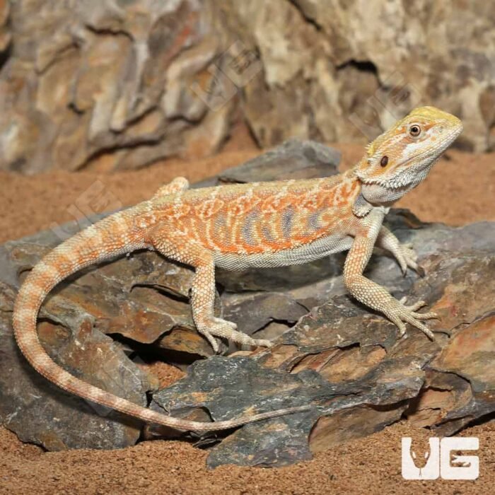 Hypo Blue Bar Leatherback Bearded Dragon (10-12″) - Image 3