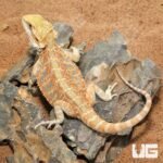 Hypo Blue Bar Leatherback Bearded Dragon (10-12″)