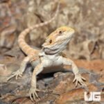 Hypo Blue Bar Leatherback Bearded Dragon (10-12″) - Image 2