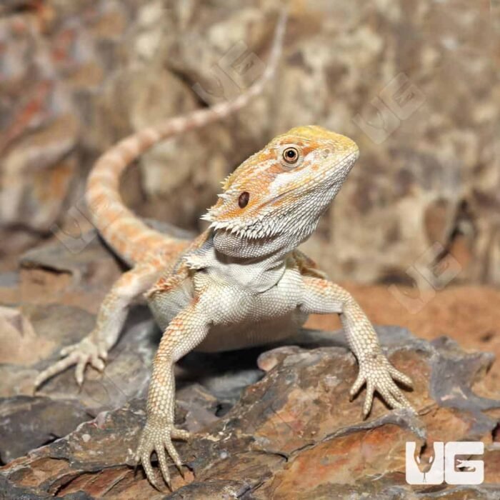 Hypo Blue Bar Leatherback Bearded Dragon (10-12″) - Image 2