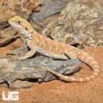 Hypo Blue Bar Leatherback Bearded Dragon (10-12″) - Image 4
