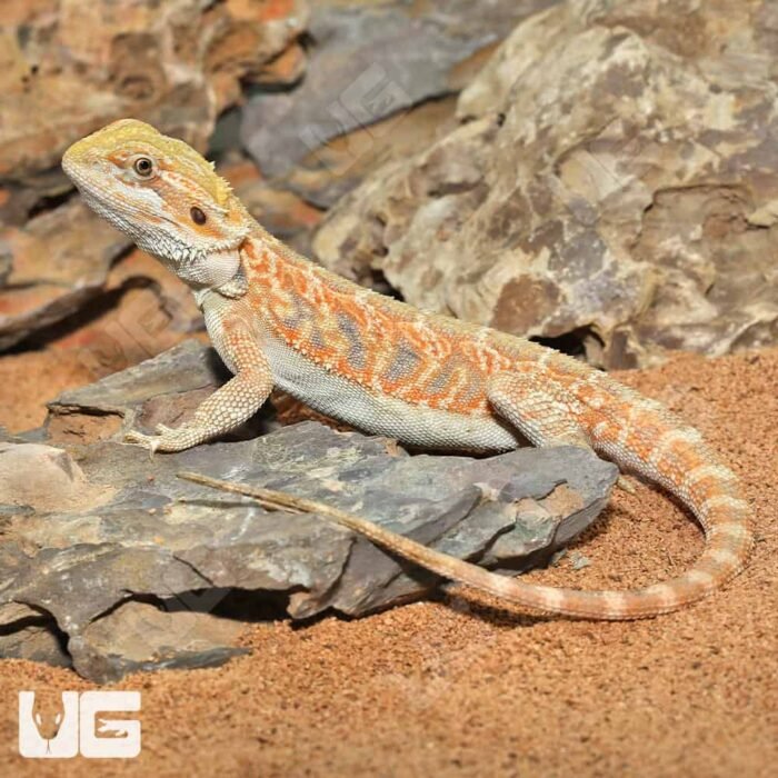 Hypo Blue Bar Leatherback Bearded Dragon (10-12″) - Image 4