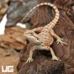 Hypo Inferno Bearded Dragon - Image 3