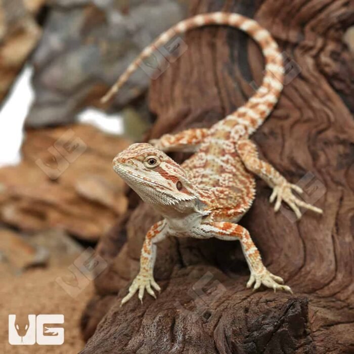 Hypo Inferno Bearded Dragon - Image 3