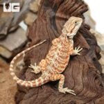 Hypo Inferno Bearded Dragon