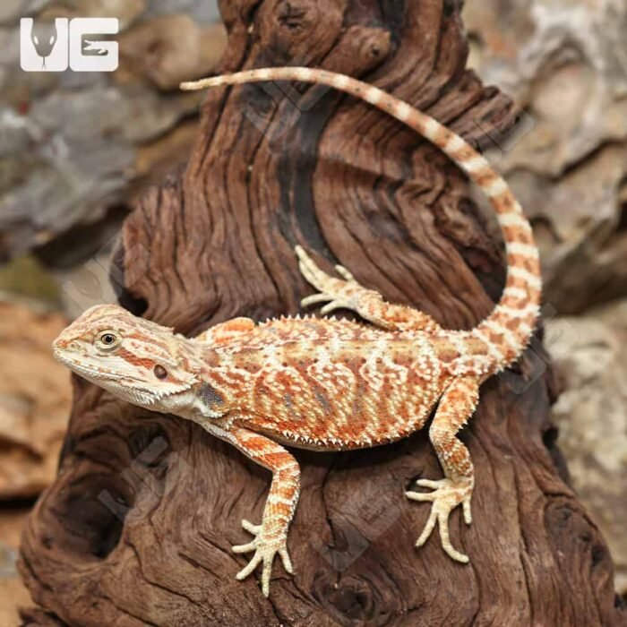 Hypo Inferno Bearded Dragon - Image 4
