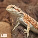 Hypo Inferno Bearded Dragon - Image 2