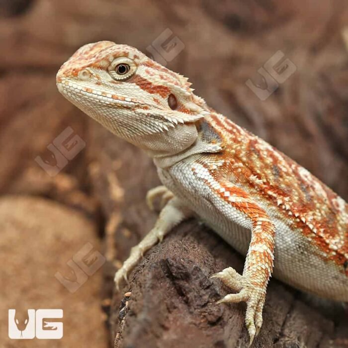 Hypo Inferno Bearded Dragon - Image 2