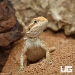 Hypo Inferno Leatherback Bearded Dragon - Image 4