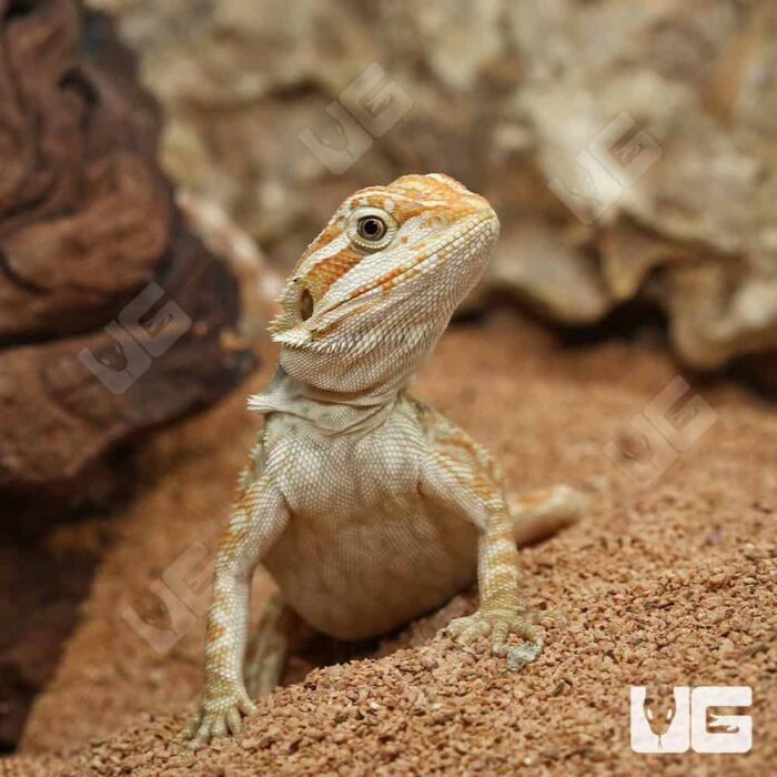 Hypo Inferno Leatherback Bearded Dragon - Image 4