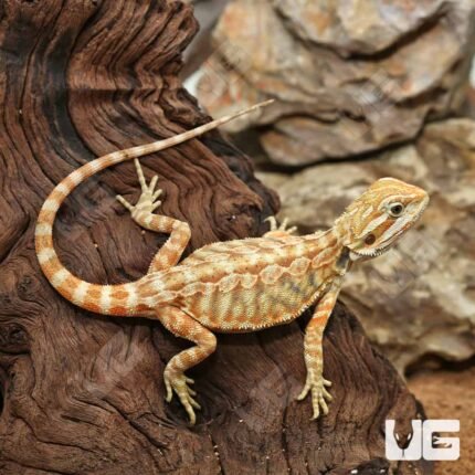 Hypo Inferno Leatherback Bearded Dragon