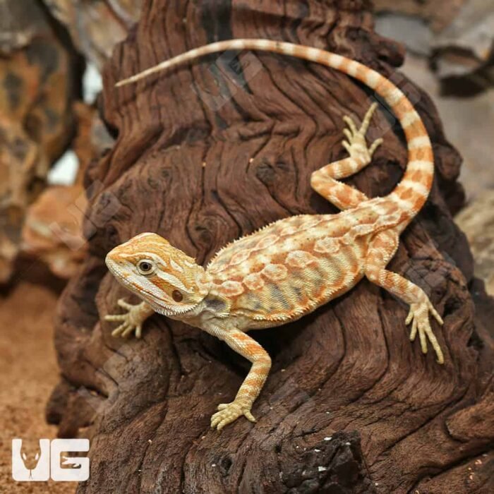 Hypo Inferno Leatherback Bearded Dragon - Image 3