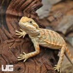 Hypo Inferno Leatherback Bearded Dragon - Image 2