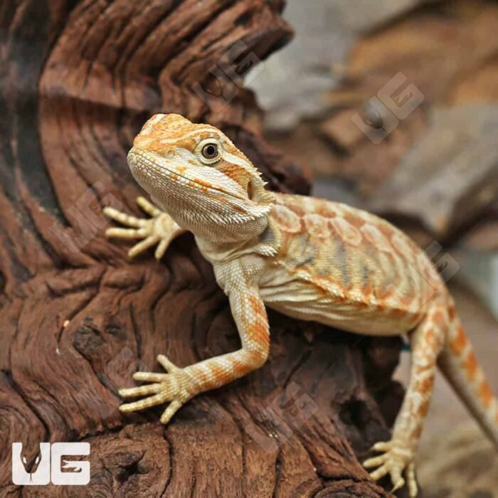 Hypo Inferno Leatherback Bearded Dragon - Image 2