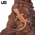 Baby Hypo Inferno Translucent Dunner Bearded Dragon (4-5″)