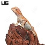 Baby Hypo Inferno Translucent Dunner Bearded Dragon (4-5″) - Image 3