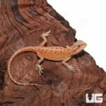 Baby Hypo Inferno Translucent Dunner Bearded Dragon (4-5″) - Image 4