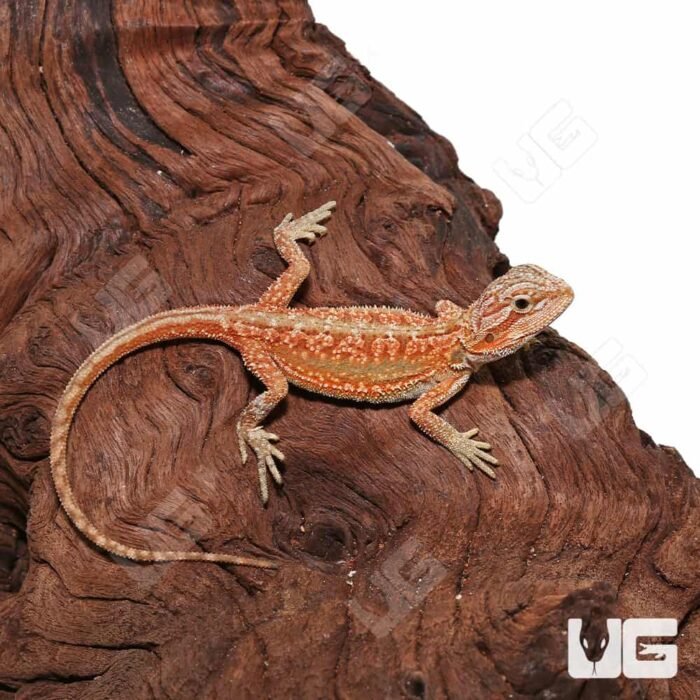 Baby Hypo Inferno Translucent Dunner Bearded Dragon (4-5″) - Image 4