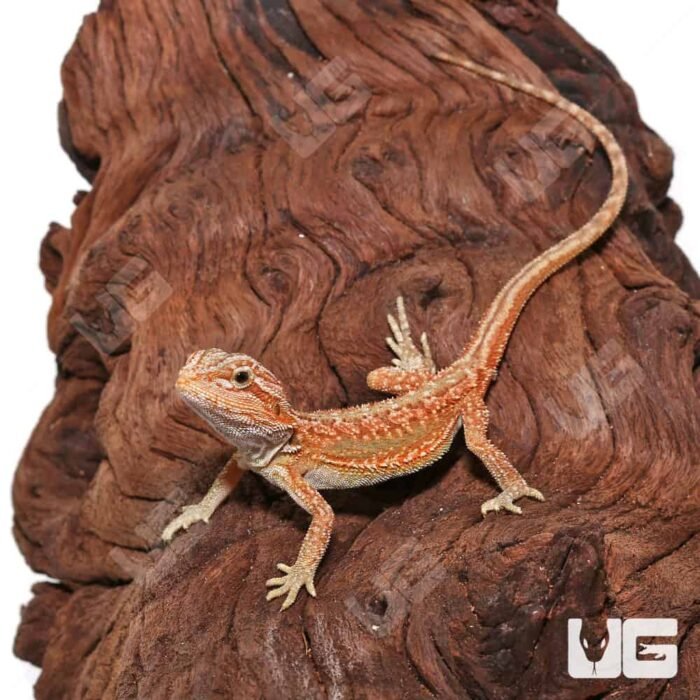 Baby Hypo Inferno Translucent Dunner Bearded Dragon (4-5″) - Image 2