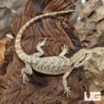 Hypo Leatherback Bearded Dragon - Image 3