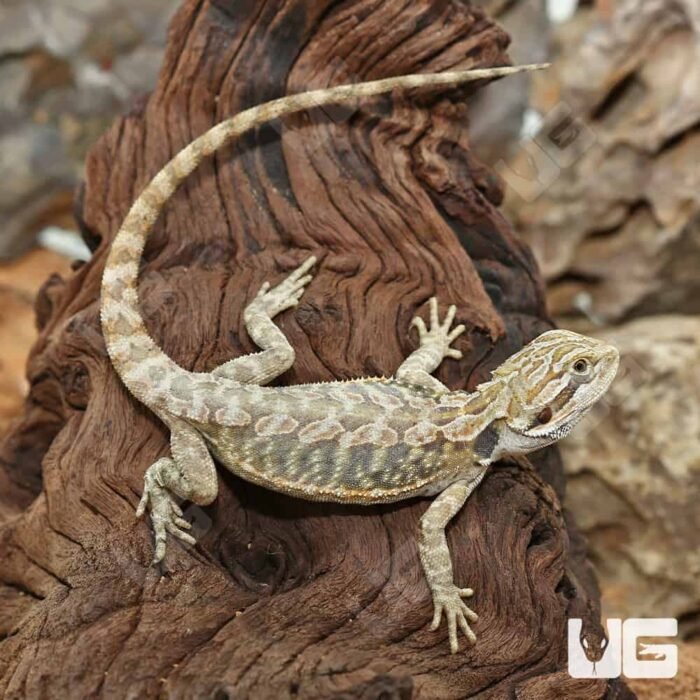Hypo Leatherback Bearded Dragon - Image 3