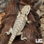 Hypo Leatherback Bearded Dragon - Image 4