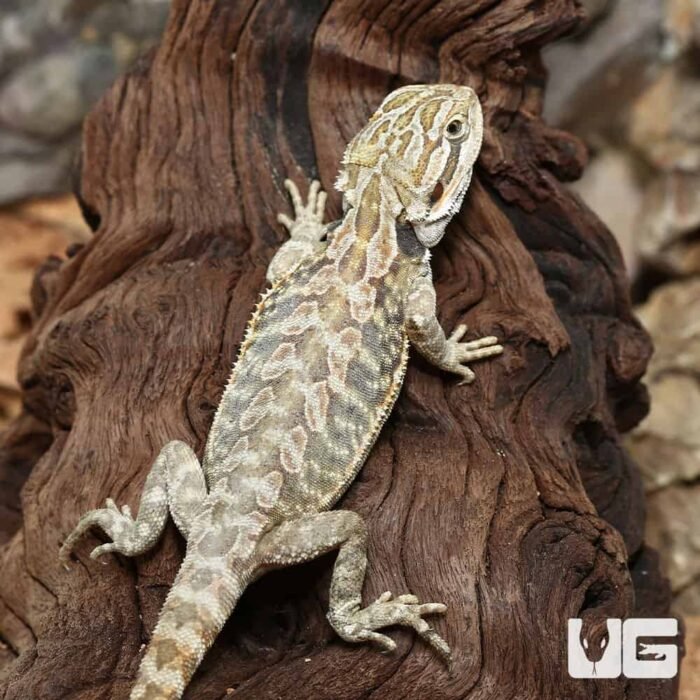 Hypo Leatherback Bearded Dragon - Image 4