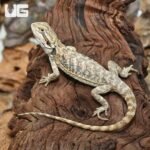 Hypo Leatherback Bearded Dragon