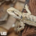 Hypo Leatherback Bearded Dragon - Image 2