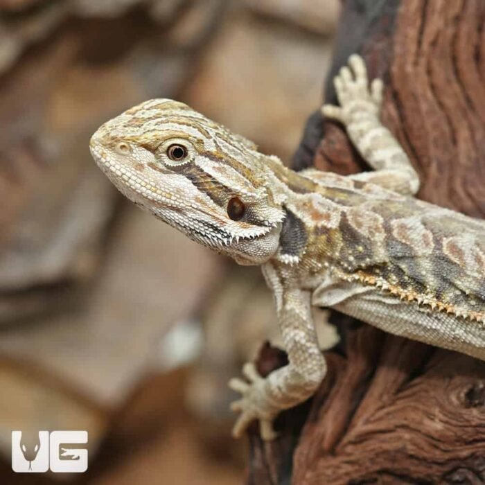 Hypo Leatherback Bearded Dragon - Image 2