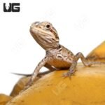 Hypo Silky Bearded Dragon #1 (4-5″) - Image 3