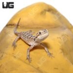 Hypo Silky Bearded Dragon #1 (4-5″)