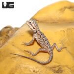 Hypo Silky Bearded Dragon #1 (4-5″) - Image 4