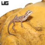 Hypo Silky Bearded Dragon #1 (4-5″) - Image 2