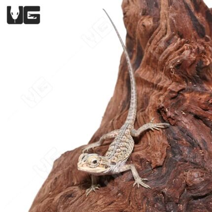 Hypo Silky Bearded Dragon #2 (4-5′”)