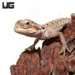 Hypo Silky Bearded Dragon #2 (4-5′”) - Image 2