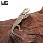 Hypo Silky Bearded Dragon #2 (4-5′”) - Image 4